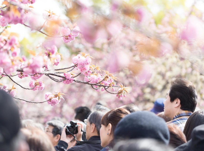 レジット！！花見により活動停止のお知らせ 4月1日(金) 