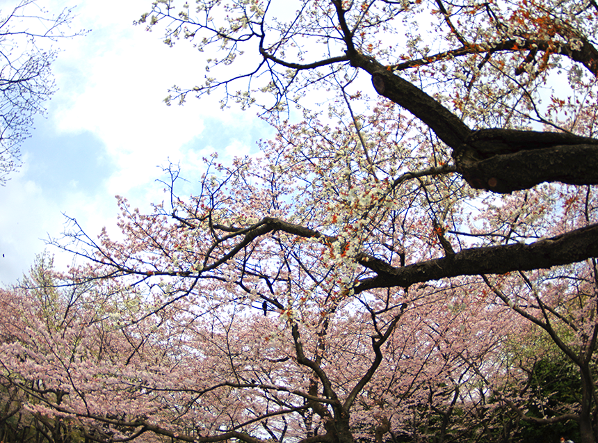 ５部咲きの桜
