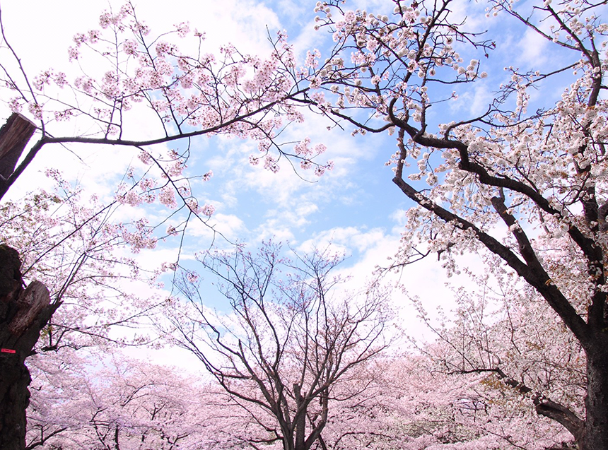 満開の桜