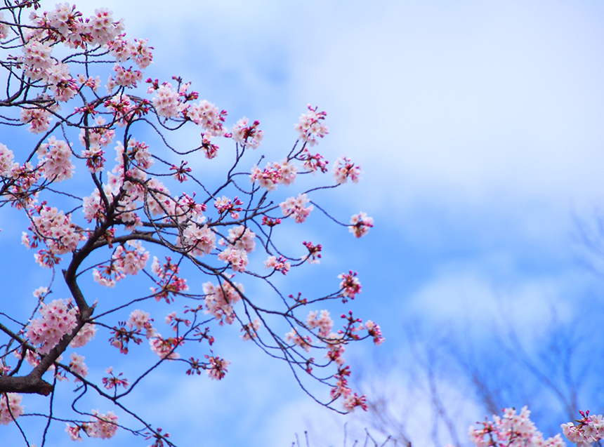 お花見当日の天気