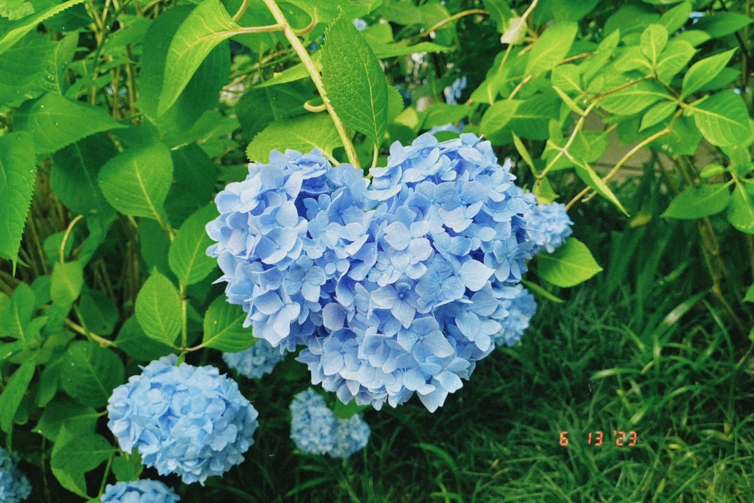 Member Image